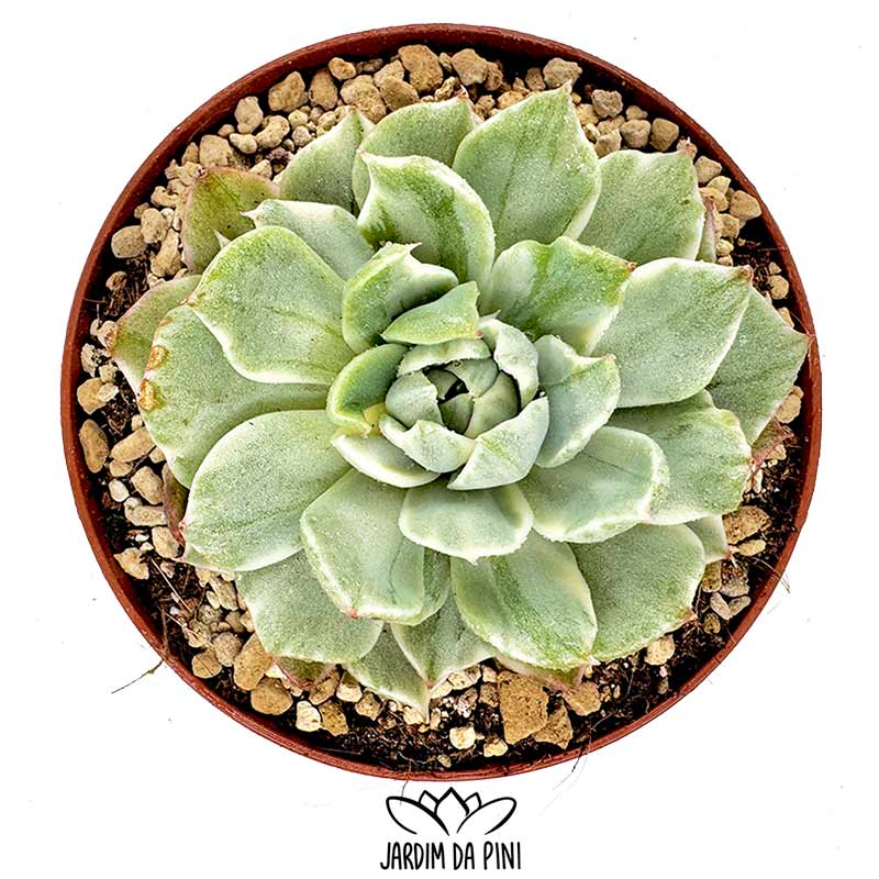 Echeveria Queens Maria variegated