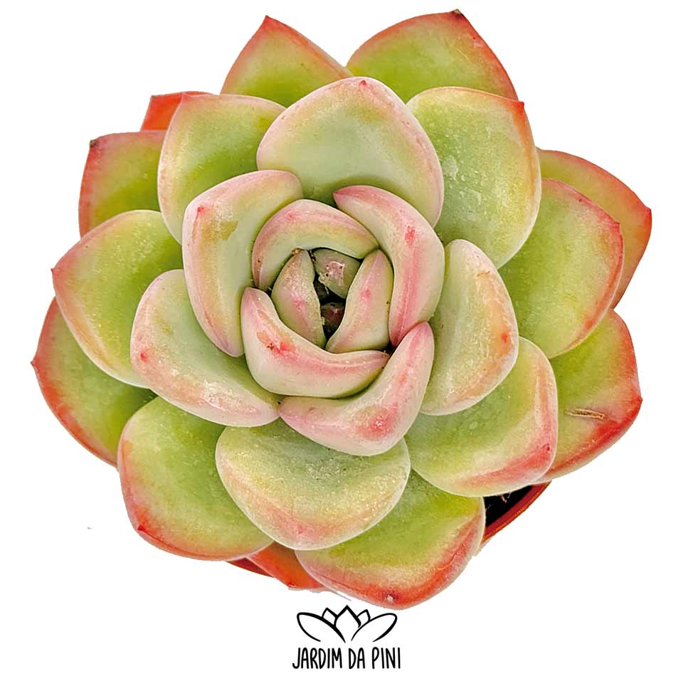 Echeveria Sensation Korean succulent