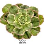 aeonium Orion petrify