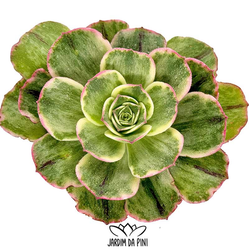 aeonium Orion petrify