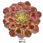 aeonium kaleidoscope