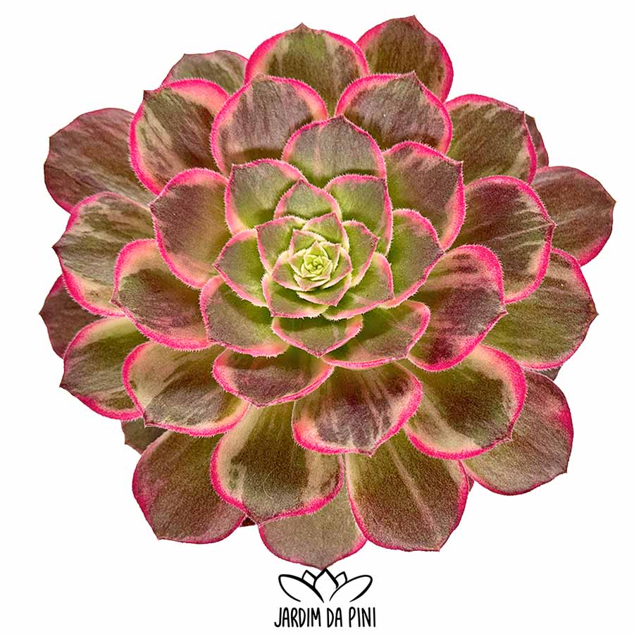 aeonium kaleidoscope