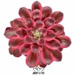 aeonium wun sha