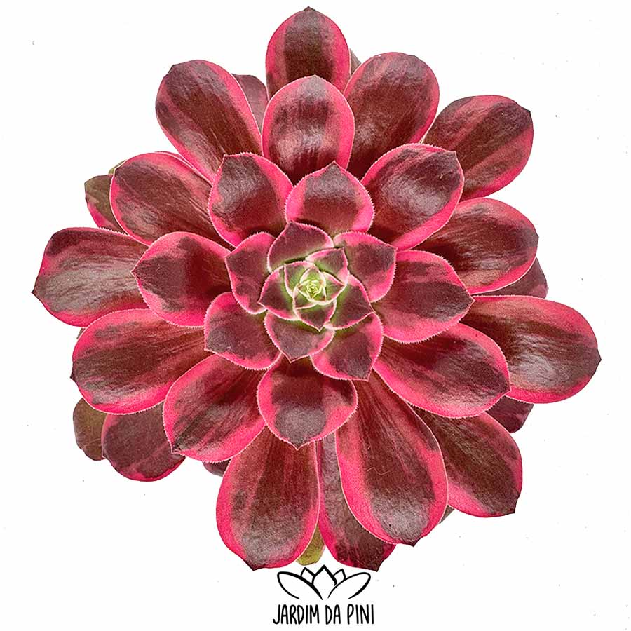 aeonium wun sha