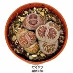 lithops julii kikukaseki