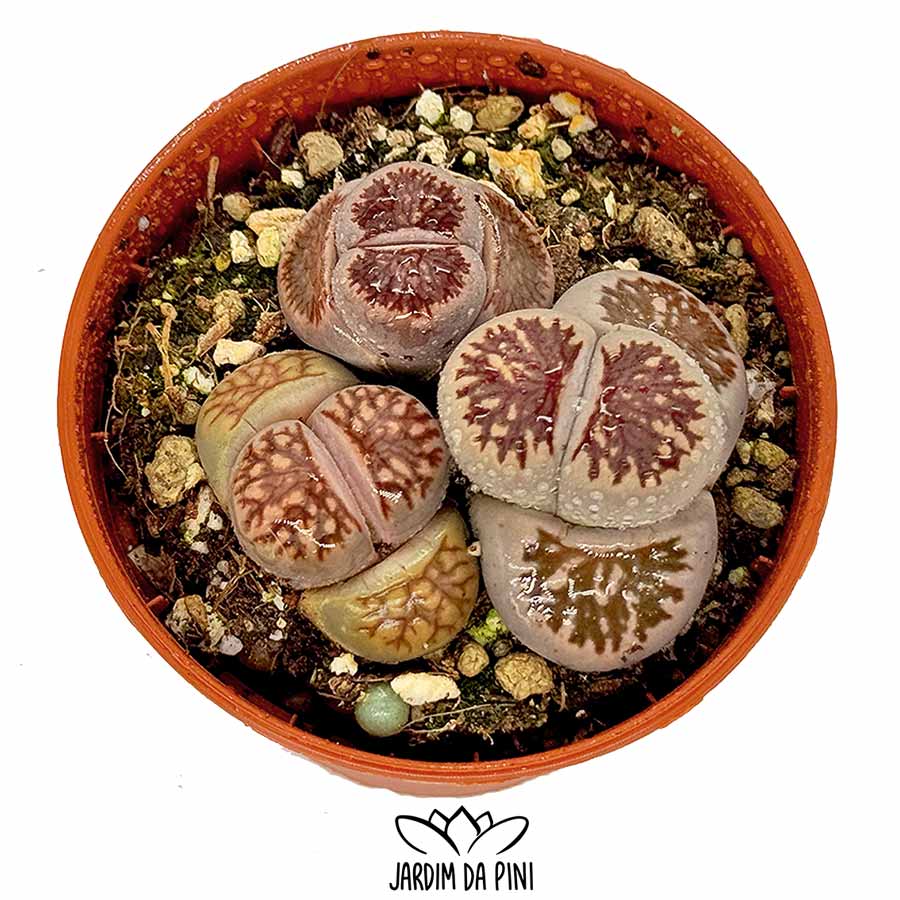 lithops julii kikukaseki