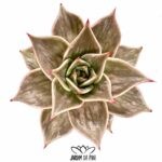 Echeveria Jade Star
