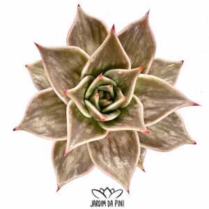 Echeveria Jade Star variegata