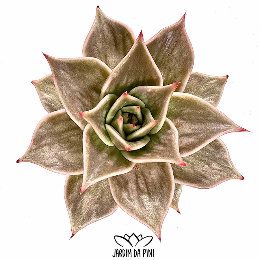 Echeveria Jade Star