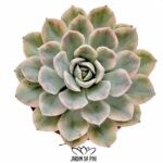 Echeveria Mexican Snowball Variegata