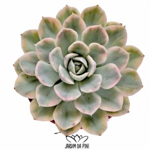 Echeveria Mexican Snowball variegata