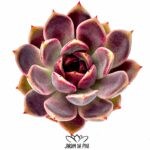 Echeveria Oliana