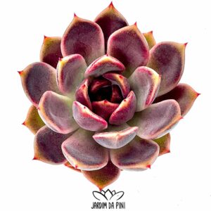 Echeveria Oliana