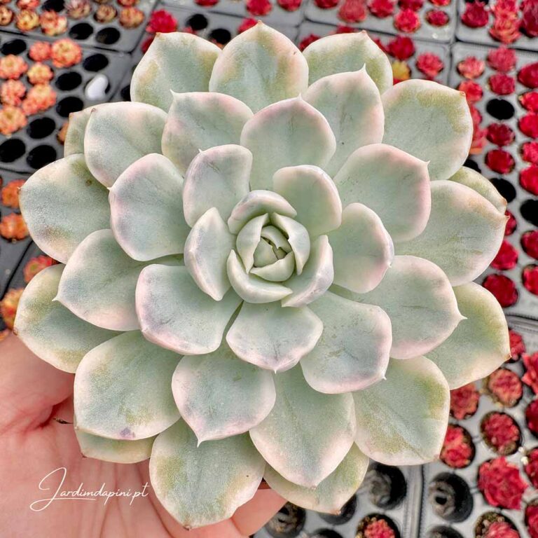 Echeveria snowball variegata