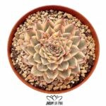 Graptoveria Silver Star Variegata