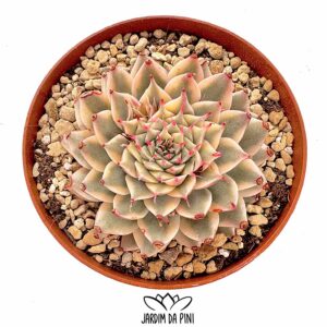 Graptoveria Silver Star Variegata