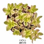crassula volkensii ‘variegata