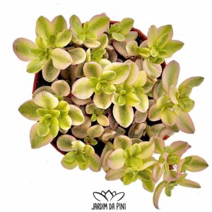 Crassula Volkensii variegata
