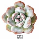 echeveria elegans potosina