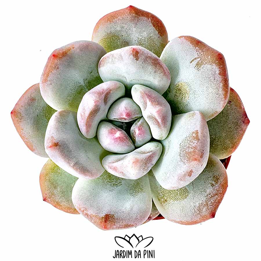 echeveria elegans potosina