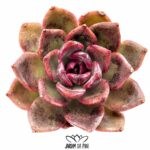 echeveria pushke Rare Korean