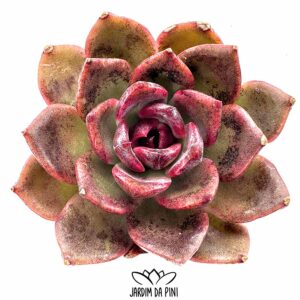 Echeveria Pushke
