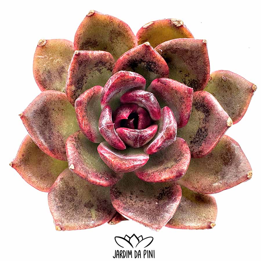 echeveria pushke Rare Korean