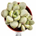 graptoveria amethorum