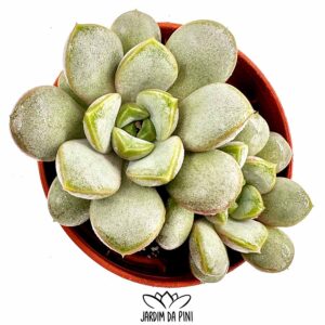 Graptoveria Amethorum