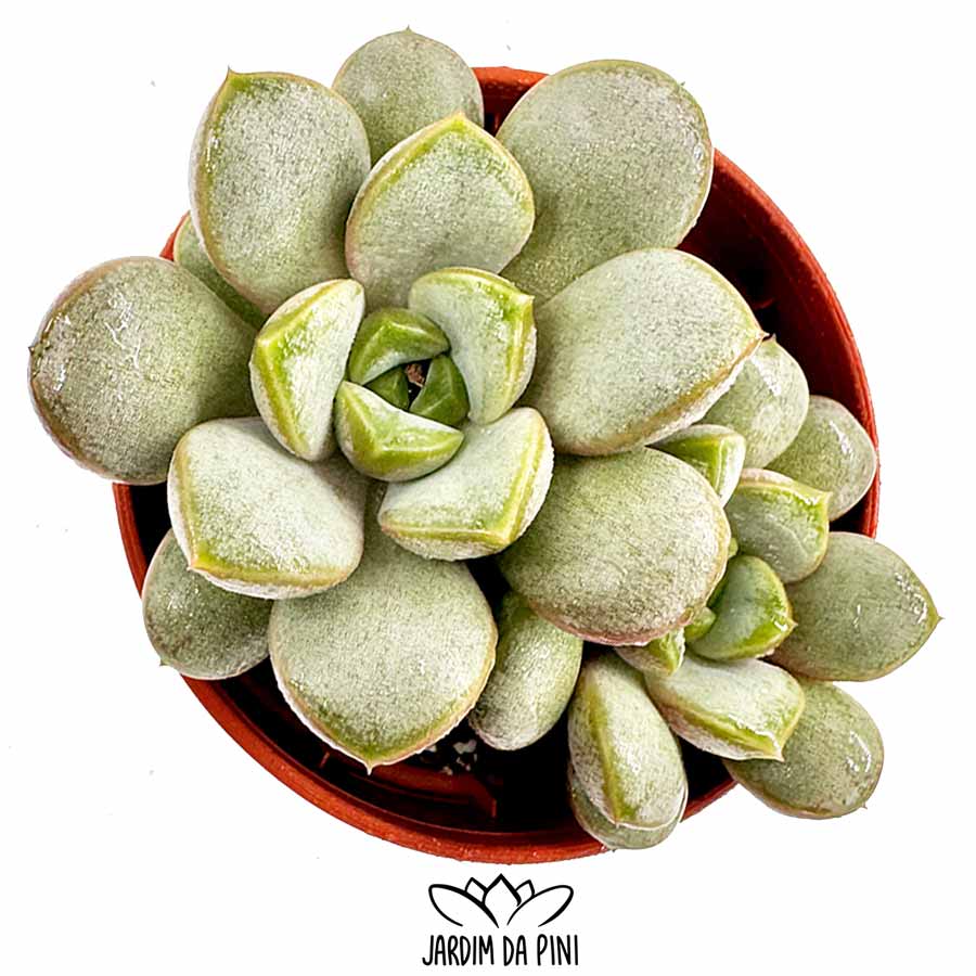 graptoveria amethorum