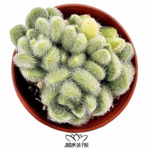 Sedum Hintonii