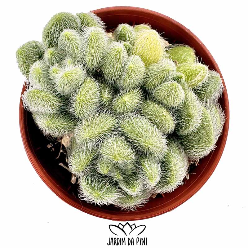 sedum hintonii 1
