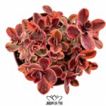 sedum sunsparkler wildfire
