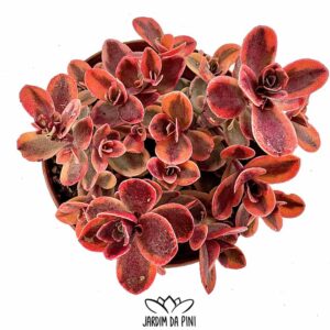 Sedum Sunsparkler 'Wildfire'
