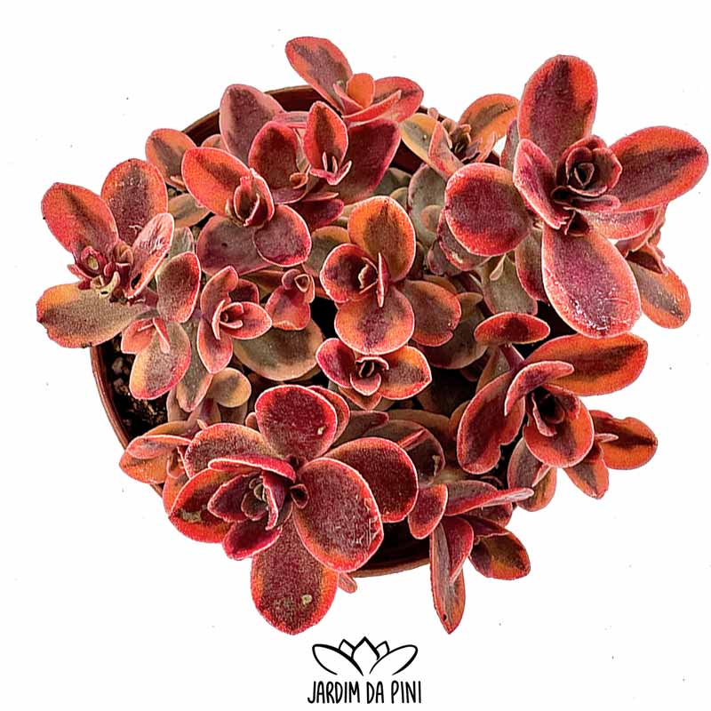 sedum sunsparkler wildfire