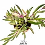 senecio herreianus purple flush variegata