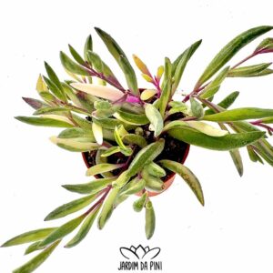 Senecio Herreianus Purple-flush variegata