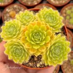Sempervivum Lemon Flare