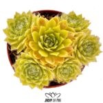 Sempervivum Lemon Flare