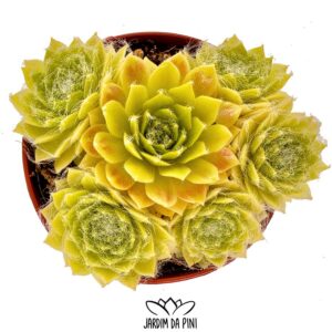 Sempervivum Lemon Flare