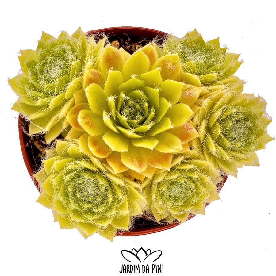 Sempervivum Lemon Flare