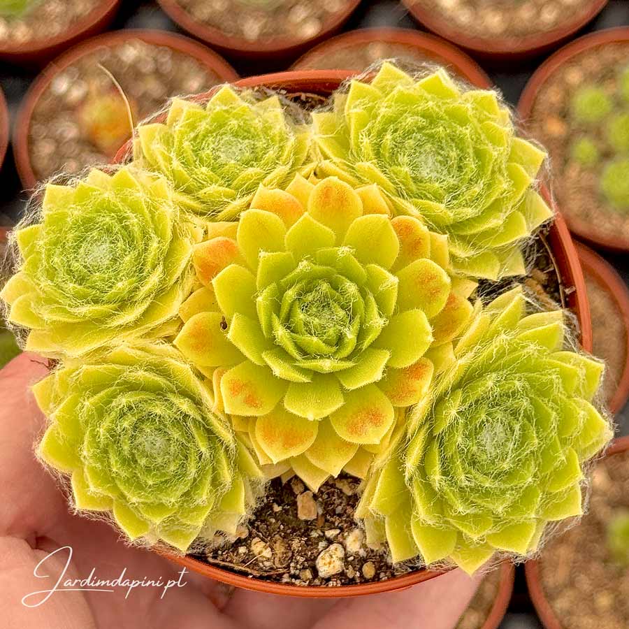 Sempervivum Lemon Flare