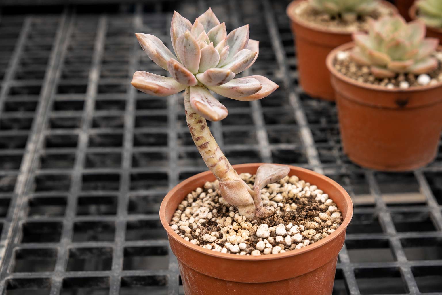 Suculenta em vaso com caule comprido e roseta no topo