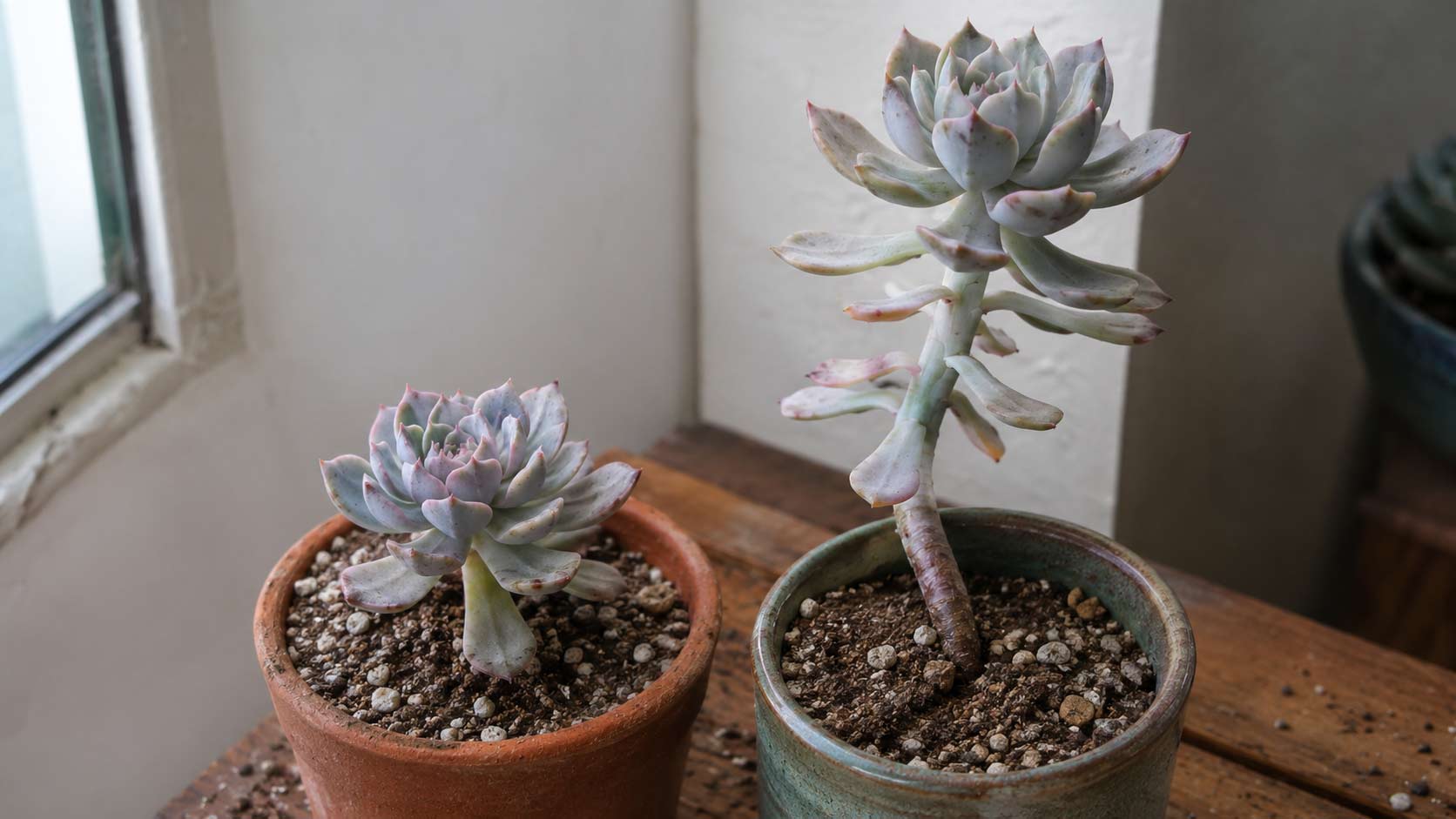 Duas suculentas junto a uma janela, uma com roseta compacta e outra com caule alongado