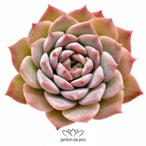 Echeveria Amazing Grace