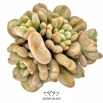 Echeveria Bill Gates