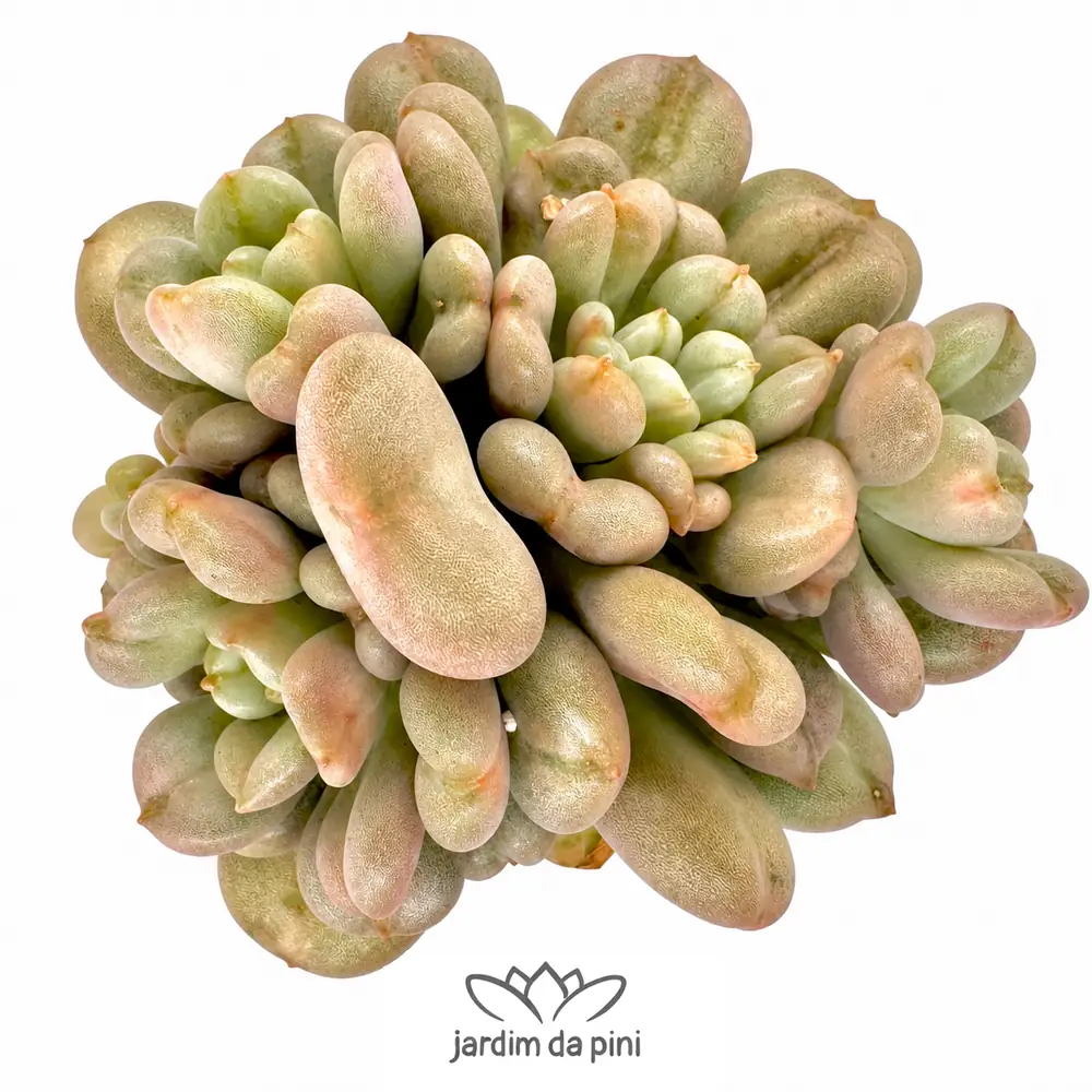 Echeveria Bill Gates