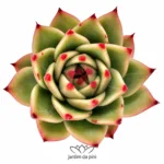 Echeveria Blue Dragon