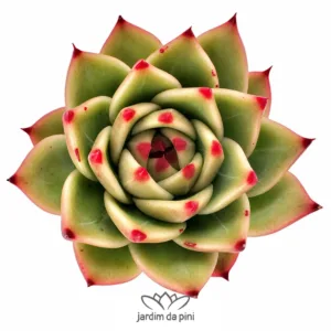 Echeveria Blue Dragon