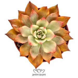 Echeveria Carmella variegata